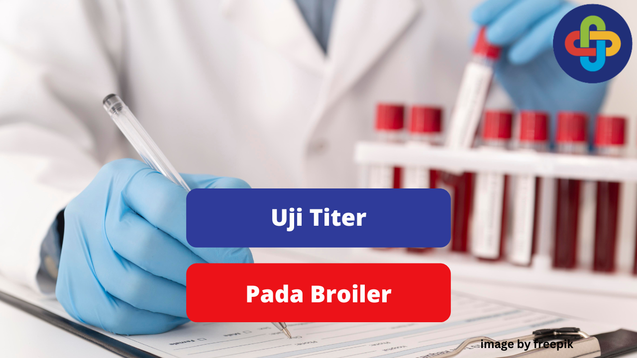 Ketahui Pentingnya Cek Titer Darah Broiler Bagi Peternak